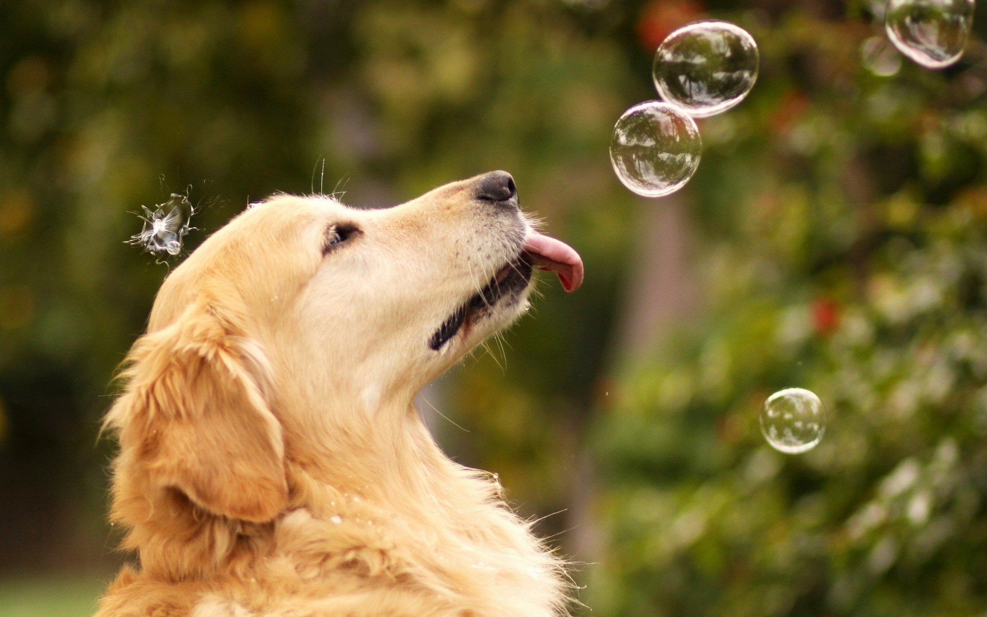 dog licking bubbles