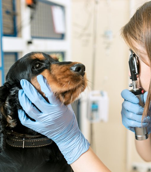 Pet Diagnostic Testing